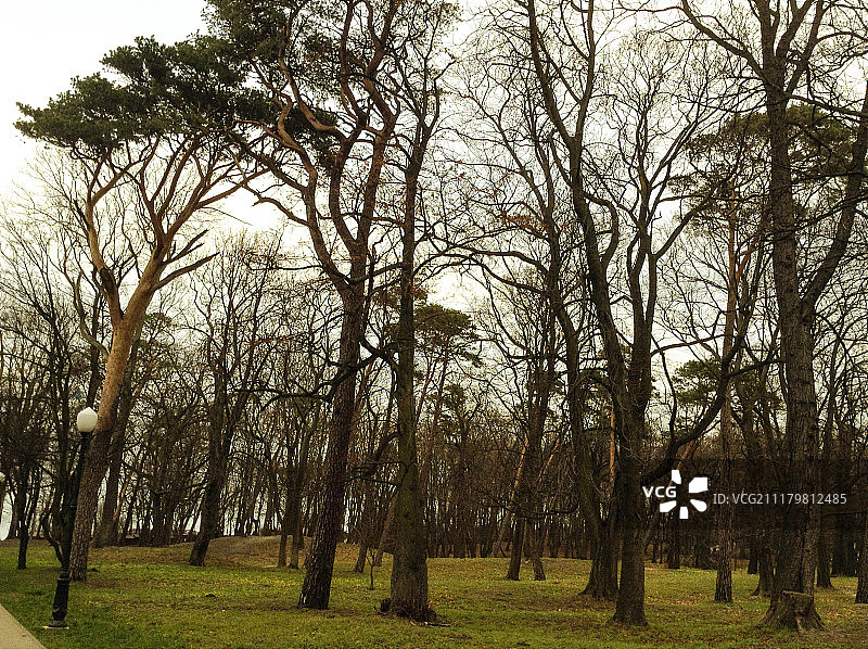 森林里的树木顶着天空图片素材