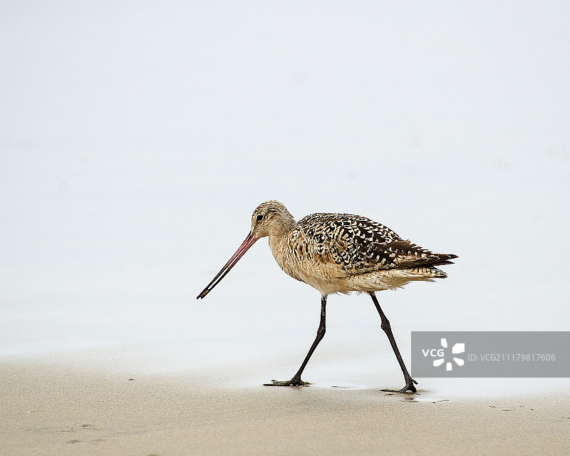 斑塍鹬图片素材