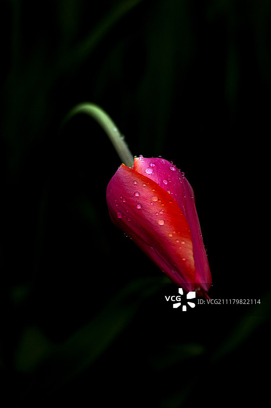 伊斯坦布尔郁金香图片素材