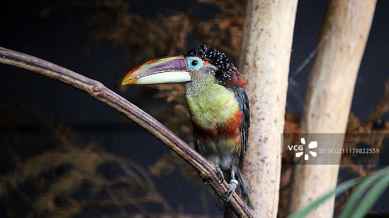 卷毛弯嘴鹎特写图片素材