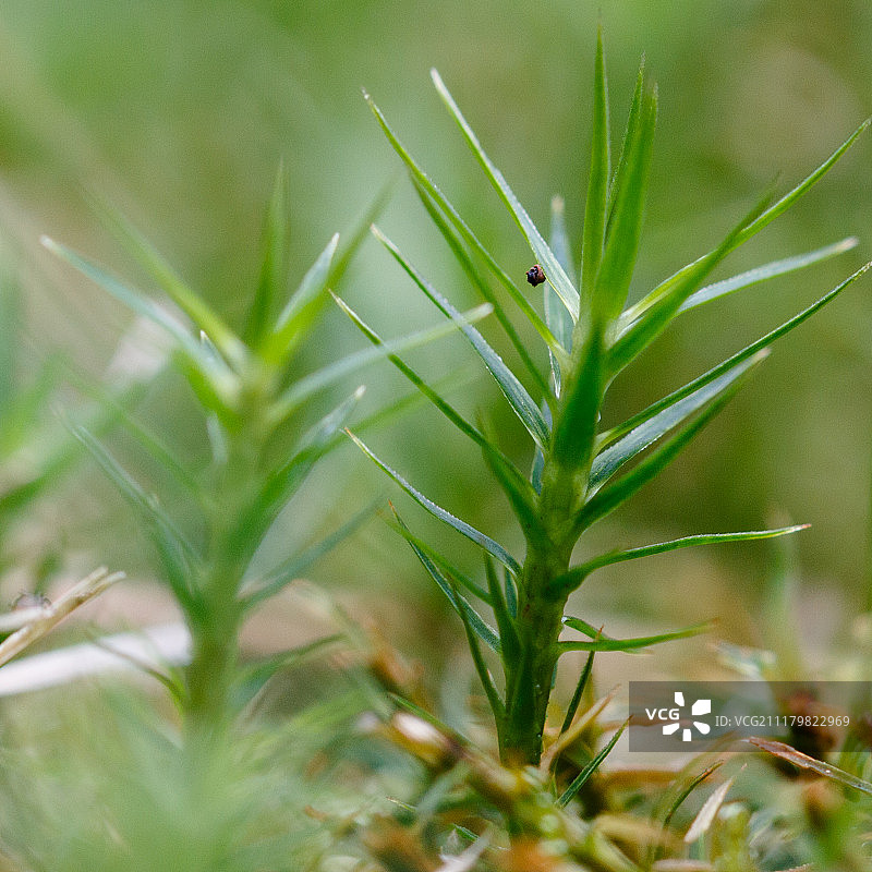 小精灵头像图片素材