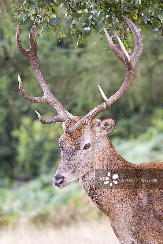 里士满公园的鹿图片素材