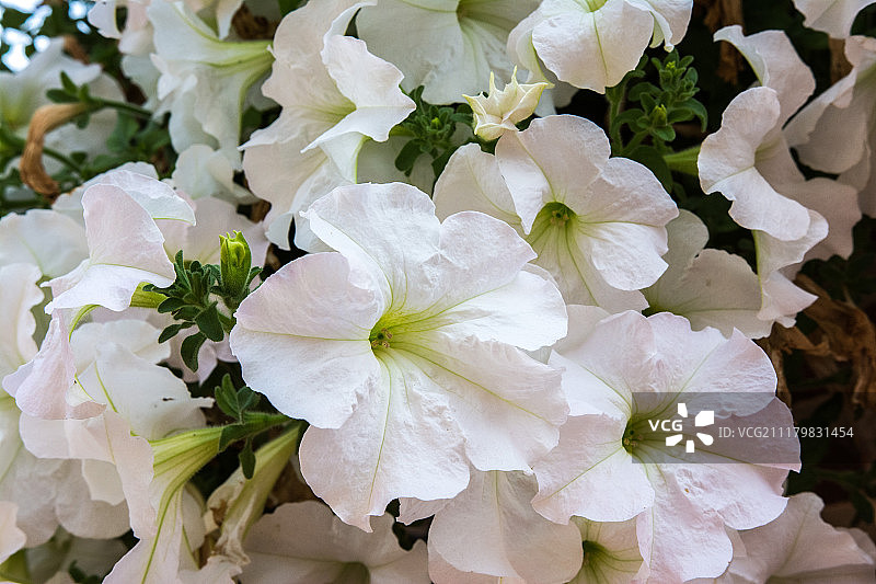 萨尔达尼亚-帕伦西亚图片素材