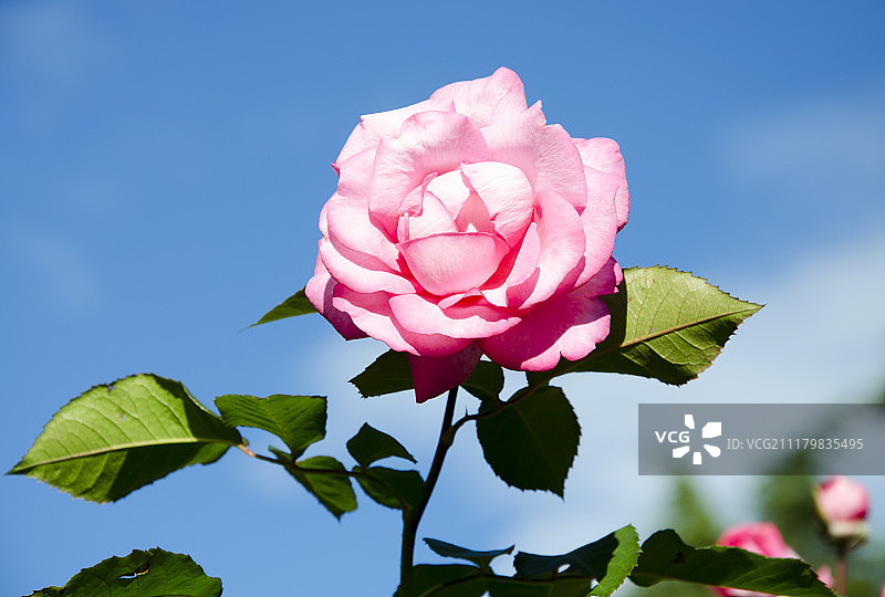 蓝色天空下的伊丽莎混合茶粉红玫瑰图片素材