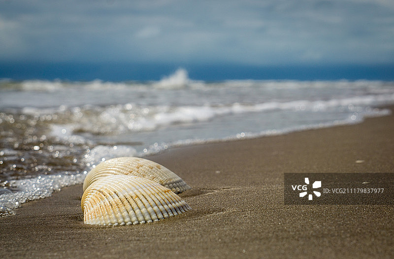 一对夫妇的贝壳生活。图片素材
