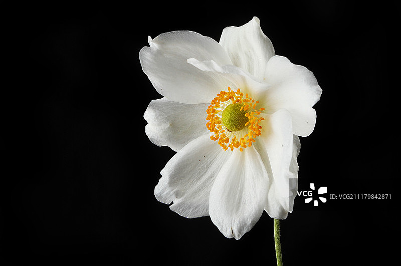 白色银莲花图片素材