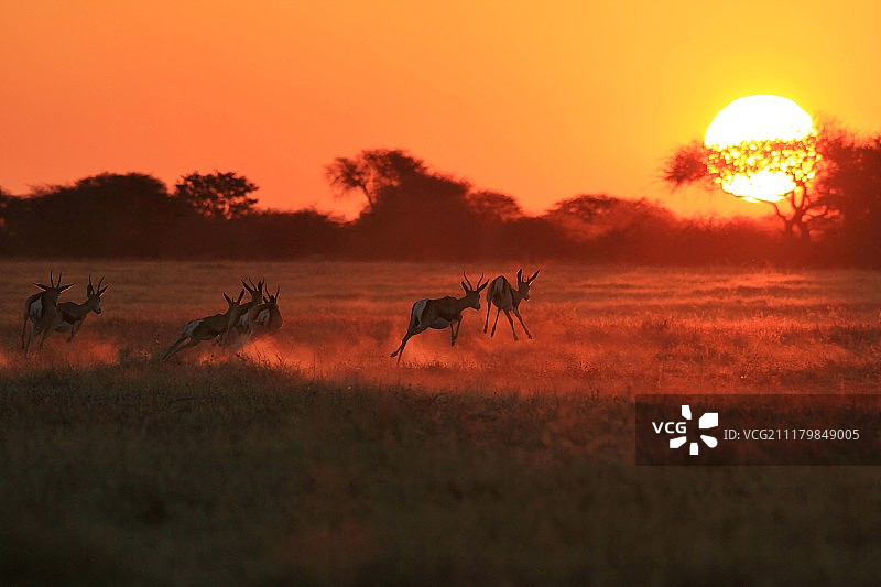 跳羚——奔向太阳图片素材