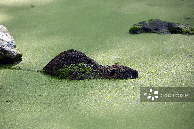 海狸鼠图片素材