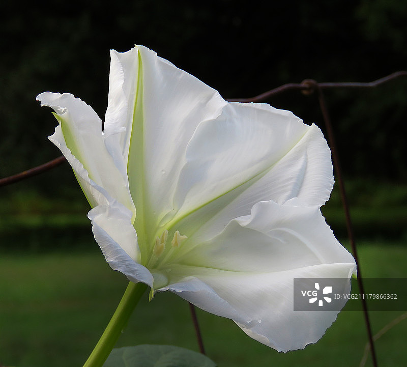 月光花图片素材