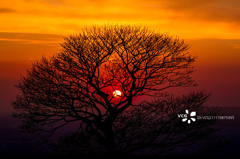 透过树木看日落图片素材