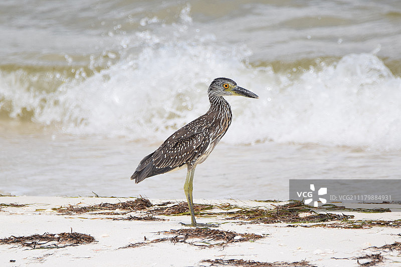 黄冠夜鹭图片素材