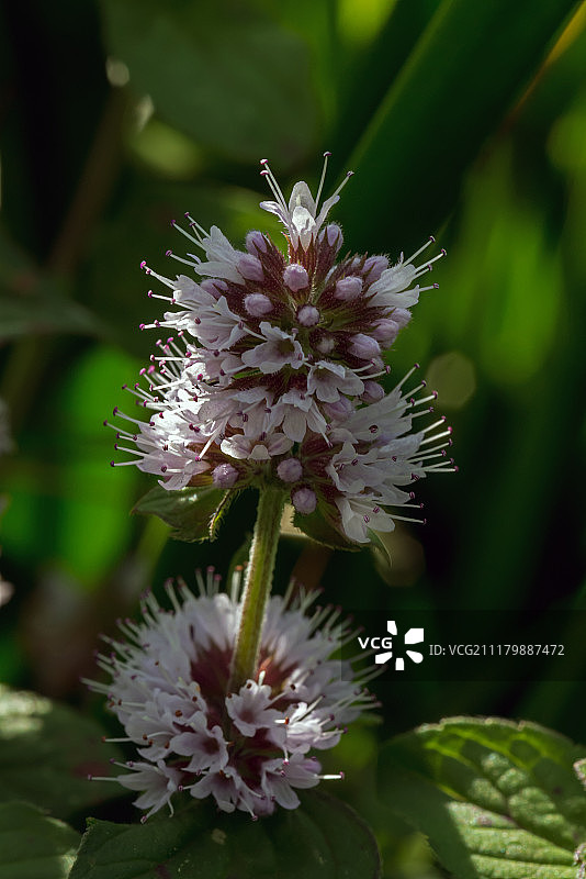 薄荷枝图片素材