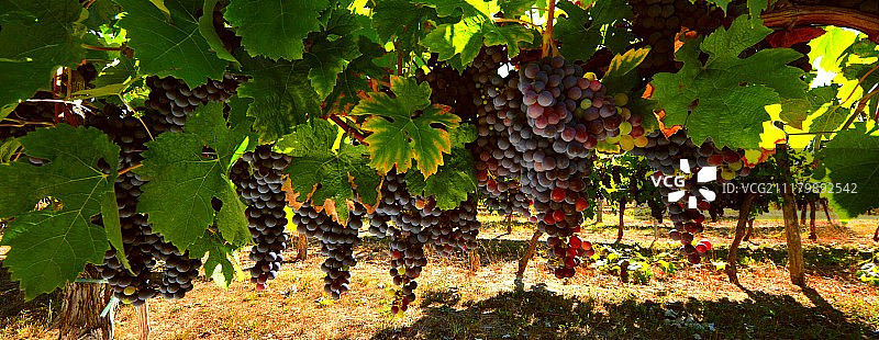 等待收获图片素材