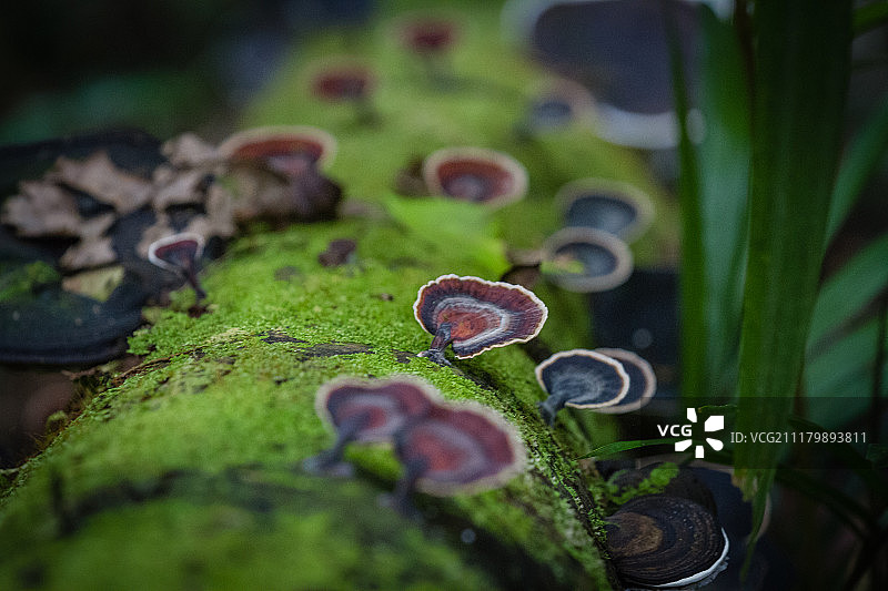 莫斯曼峡谷图片素材