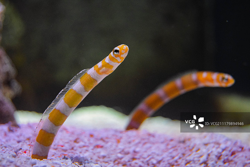 水下蠕虫图片素材