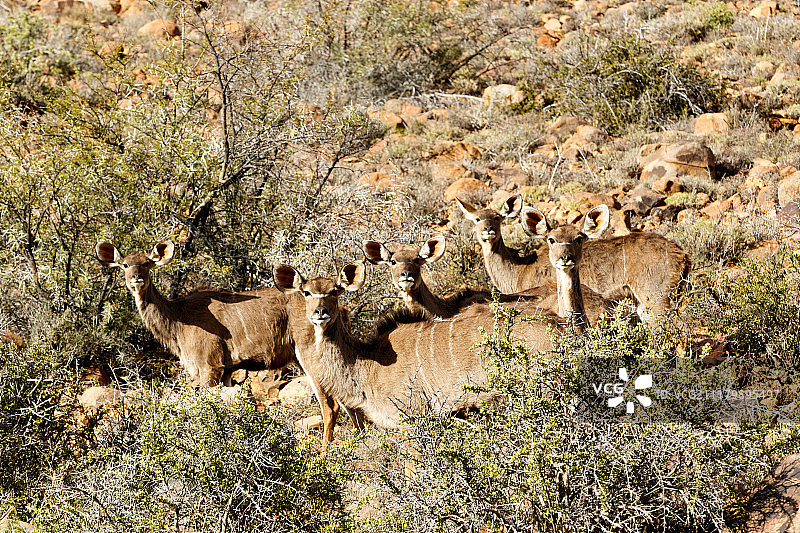 雌性库都羚羊家庭，卡鲁国家公园图片素材