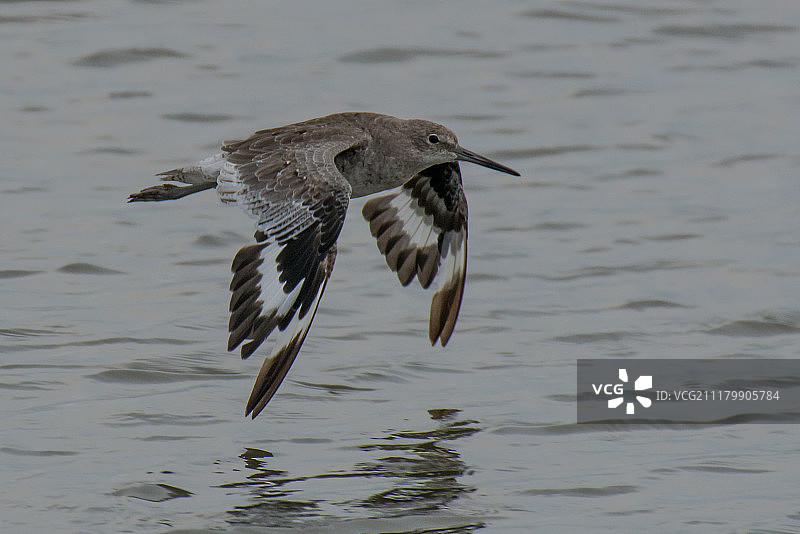 飞行中的大小鹬图片素材