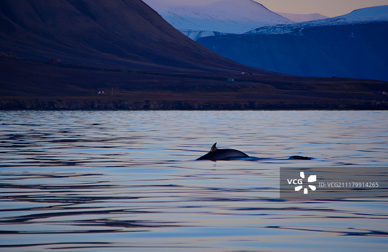 小须鲸图片素材