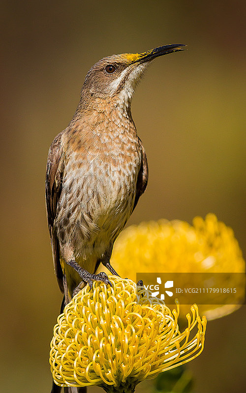 授粉者图片素材