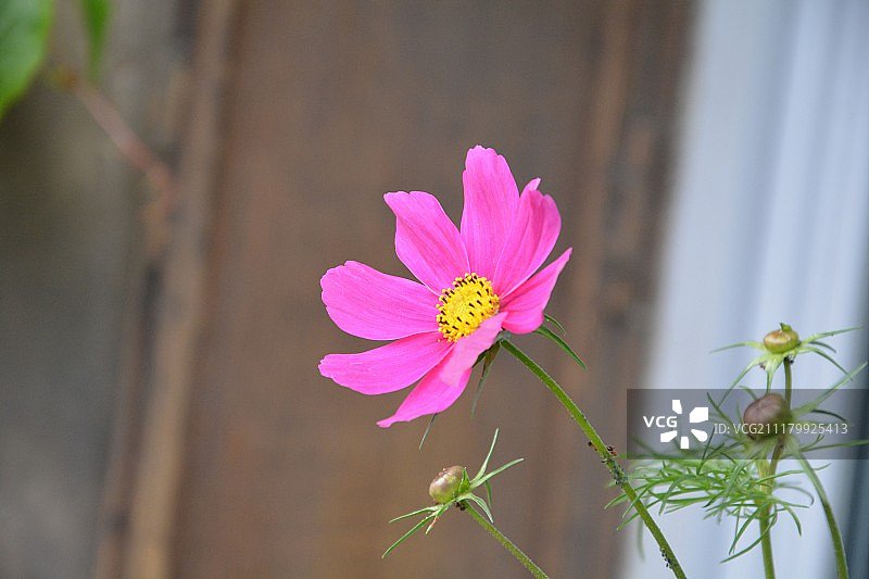 大自然的美丽图片素材