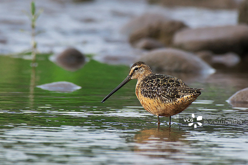 长嘴鹬图片素材