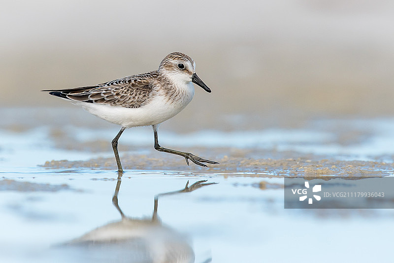半蹼滨鹬图片素材