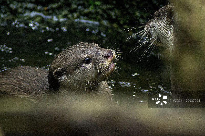 河水獭图片素材