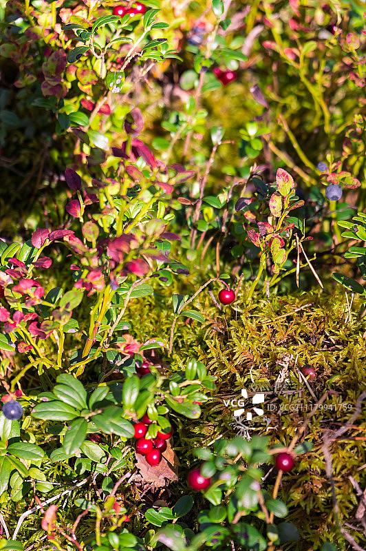 森林财富图片素材