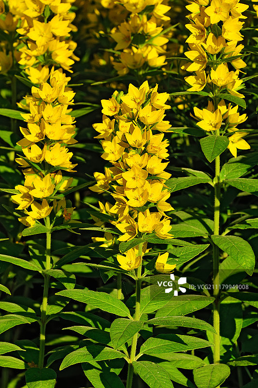 欧洲珍珠菜特写图片素材