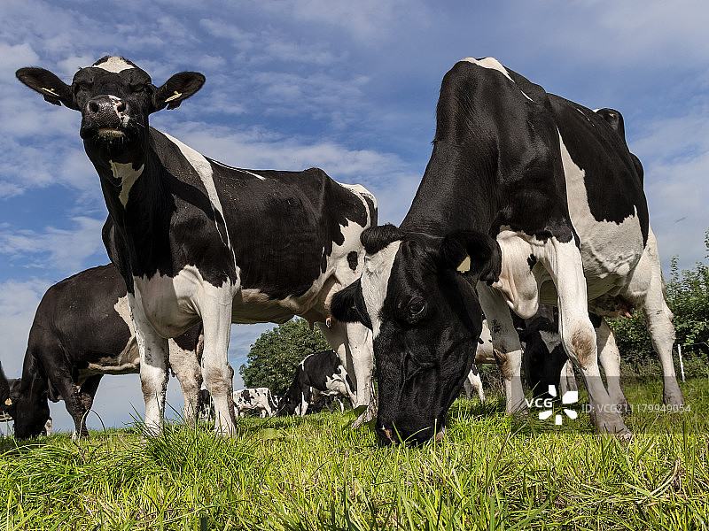 一个抬头，一个低头图片素材