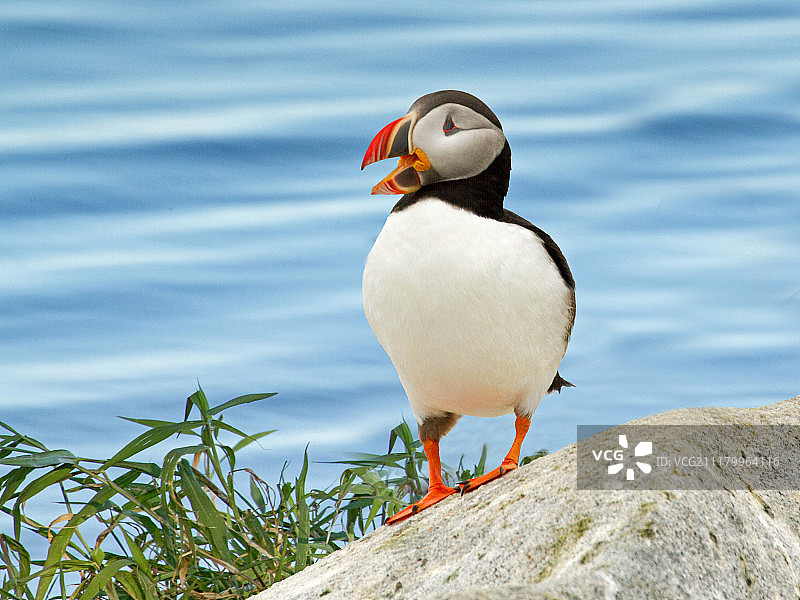 马基亚斯海豹岛上的海鹦图片素材