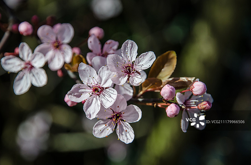 樱桃利口酒图片素材