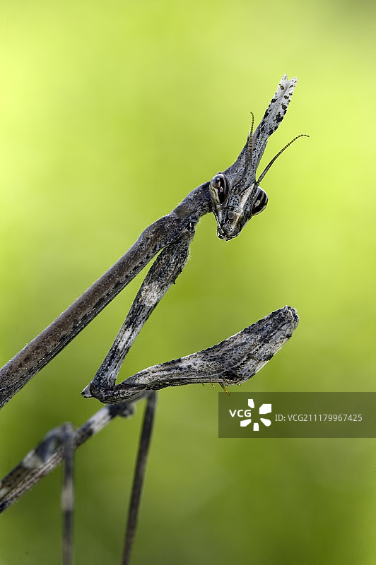 羽翅螳属雄性图片素材
