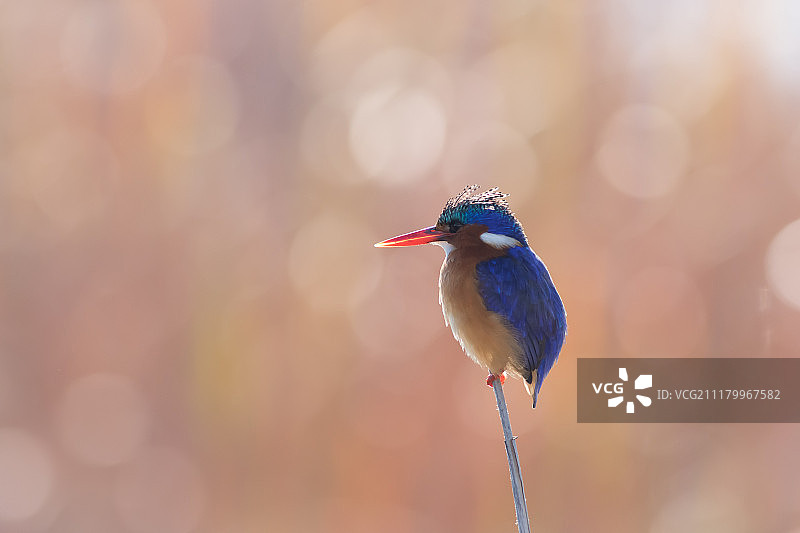 孔雀石翠鸟图片素材