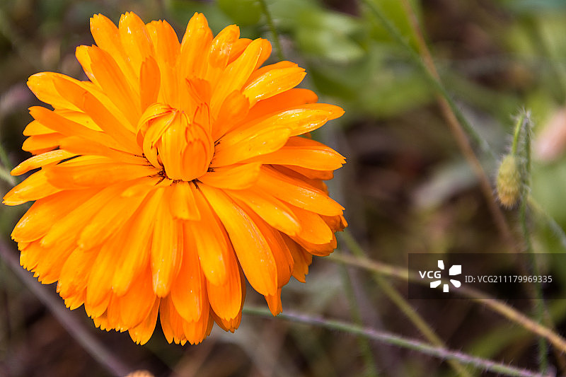 橘色花图片素材