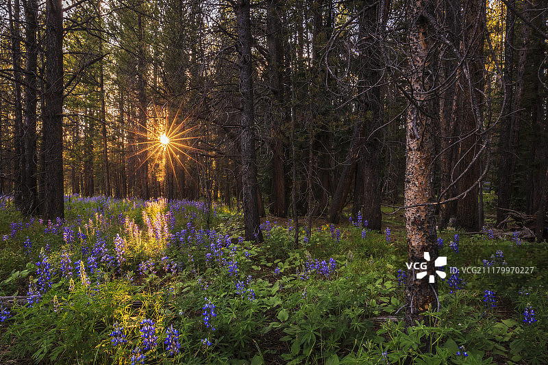 羽扇豆梦幻风景图片素材