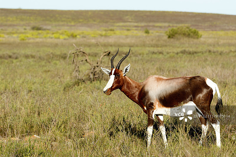 在邦特博克原野上行走图片素材