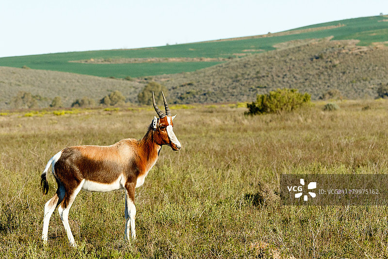 小邦特羚羊图片素材
