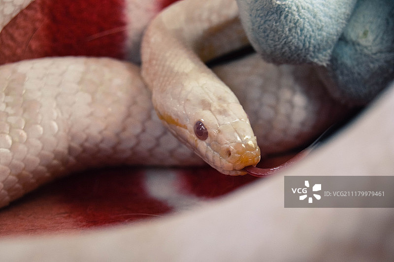 涅墨西斯图片素材