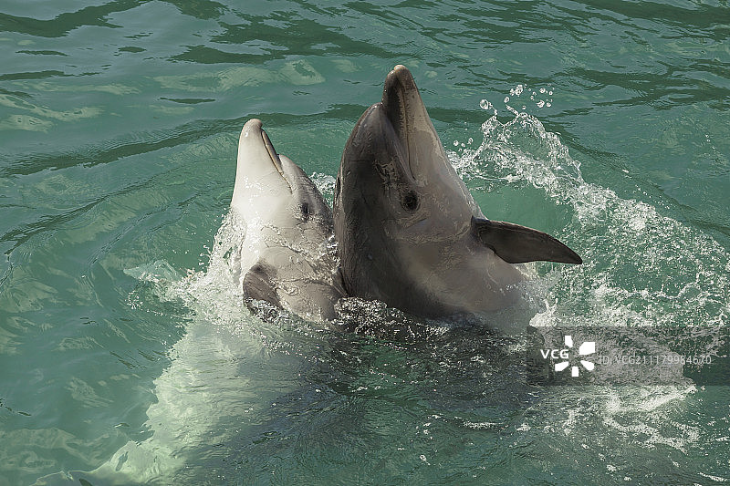 海豚舞图片素材