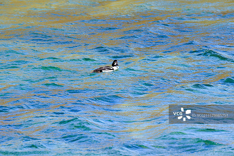 巴罗金眼鸭图片素材