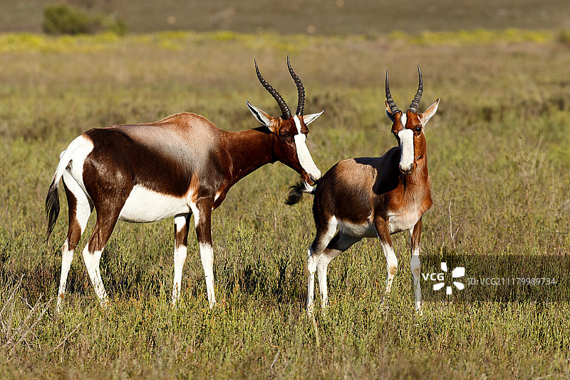 非洲小羚羊互嗅图片素材