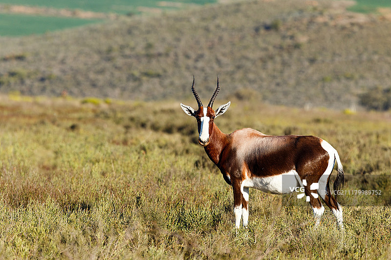 原野中形态完美的邦特羚羊图片素材