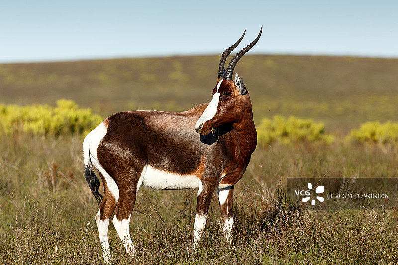 站立吃草的白肩牛羚图片素材