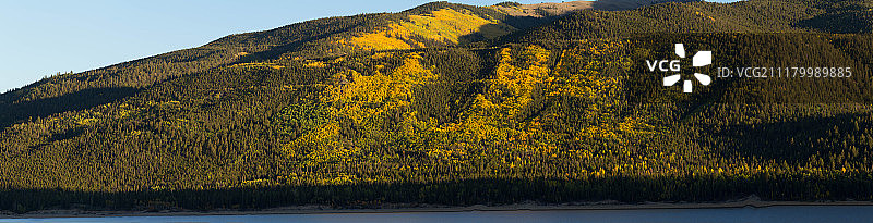 秋色中的阿斯彭树图片素材