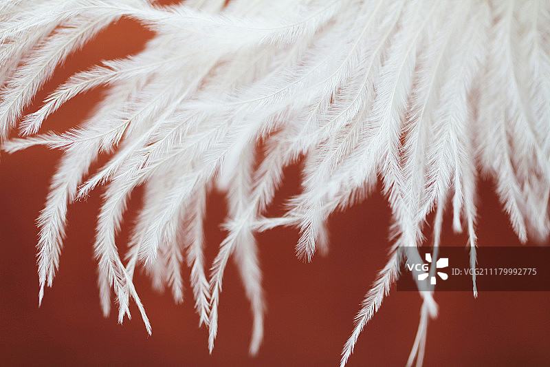 白色羽毛背景图片素材