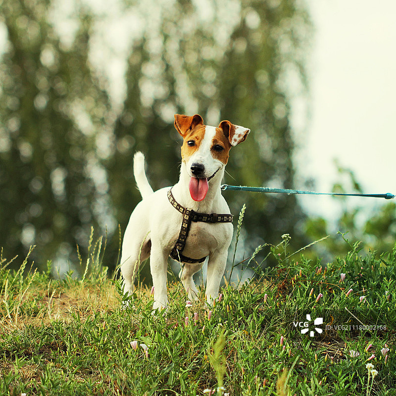 漂亮的杰克罗素梗犬图片素材