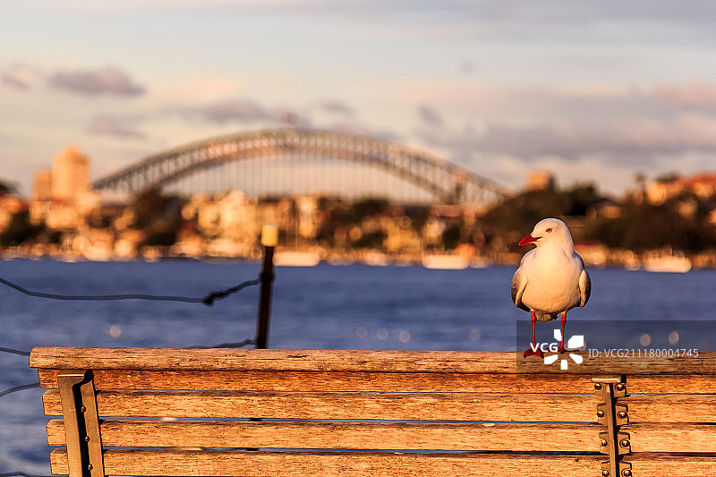 鹦鹉岛图片素材