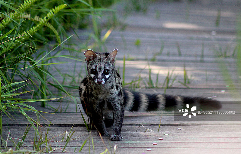 海角斑猫图片素材