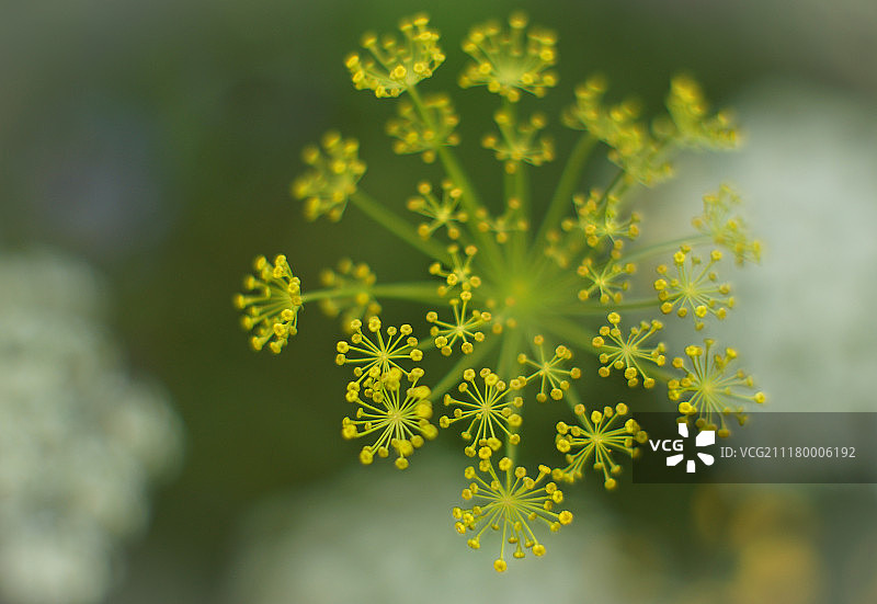 Tomioka Auto Tominon 55mm 1,2镜头图片素材